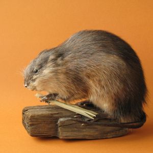 Muskusrat, Ondatra zibethicus