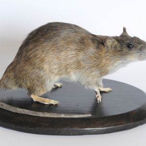 Bruine rat, Rattus norvegicus.