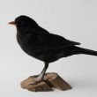 Merel, Turdus merula