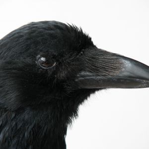 Zwarte kraai, Corvus corone. Detail