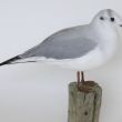 Kokmeeuw in overgang naar zomerkleed, Larus ridibundus