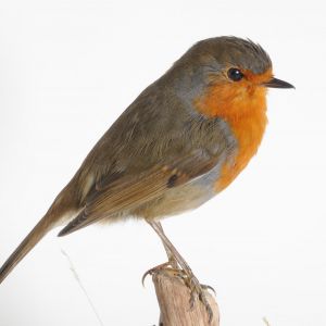 Roodborst, Erithacus rubecula.