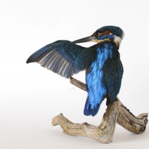 IJsvogel, Alcedo atthis